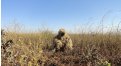 Маскировочный халат Taganrog Друид – купить по цене 3500 руб. в интернет-магазине в городе Магнитогорск картинка 17